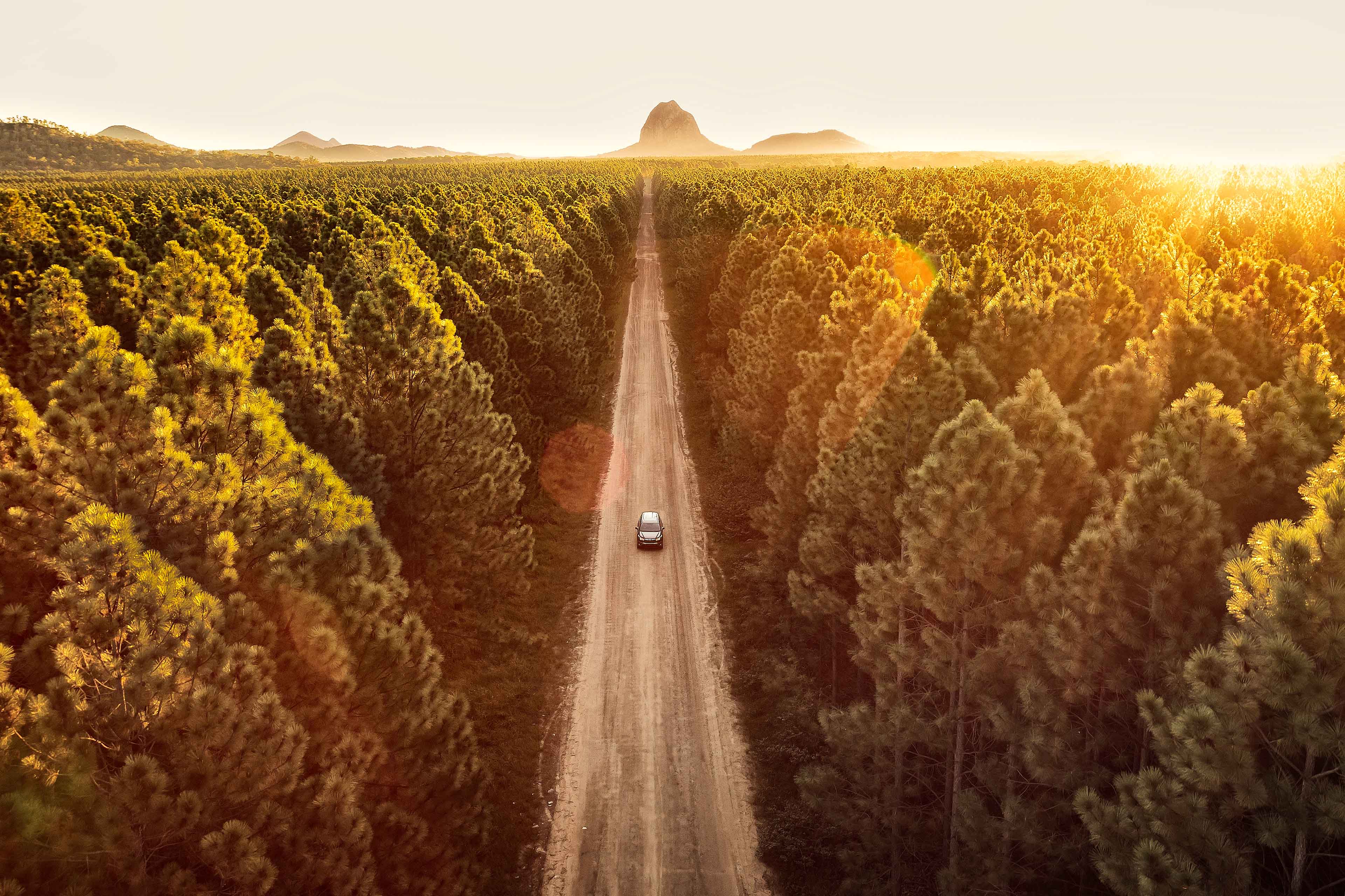 Aerial image of vehicle driving through a pine forest in Australia