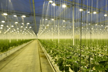 Growing bell peppers in modern dutch greenhouse