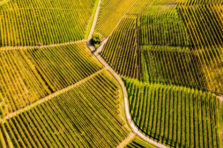 Top-down high angle view of vineyards