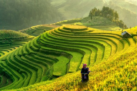 Landscape terraced rice field