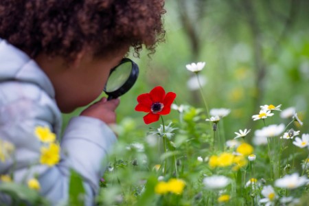 Child looking at a flower with a magnifying glass