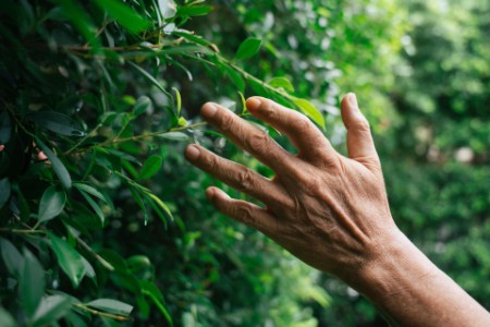 Close up hand near green bush