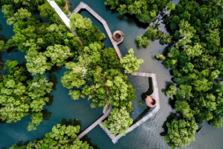 Aerial view of mangrove nature reserve in Singapore