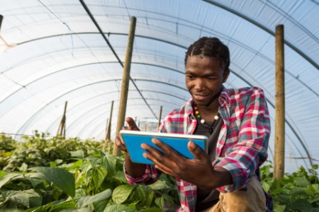 Young African checking tablet information in greenhouse