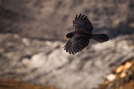 Closeup of black bird flying