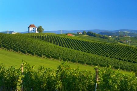 Slovenski vinogradi
