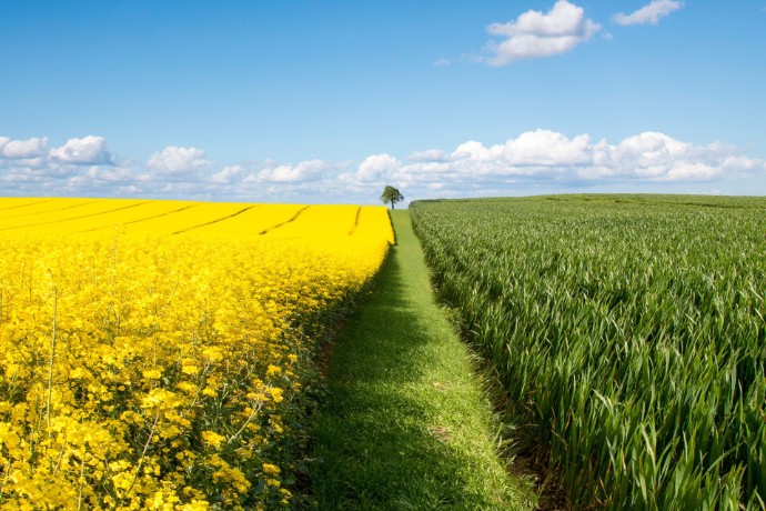 EY Ukraine advises on the development of a comprehensive regulatory framework for agrarian notes in Ukraine