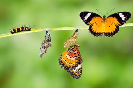 stages of butterfly life cycle