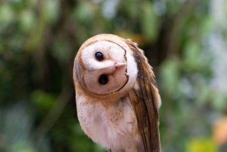 EY Owl with head turned sideways