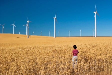 Boy in field with windmills