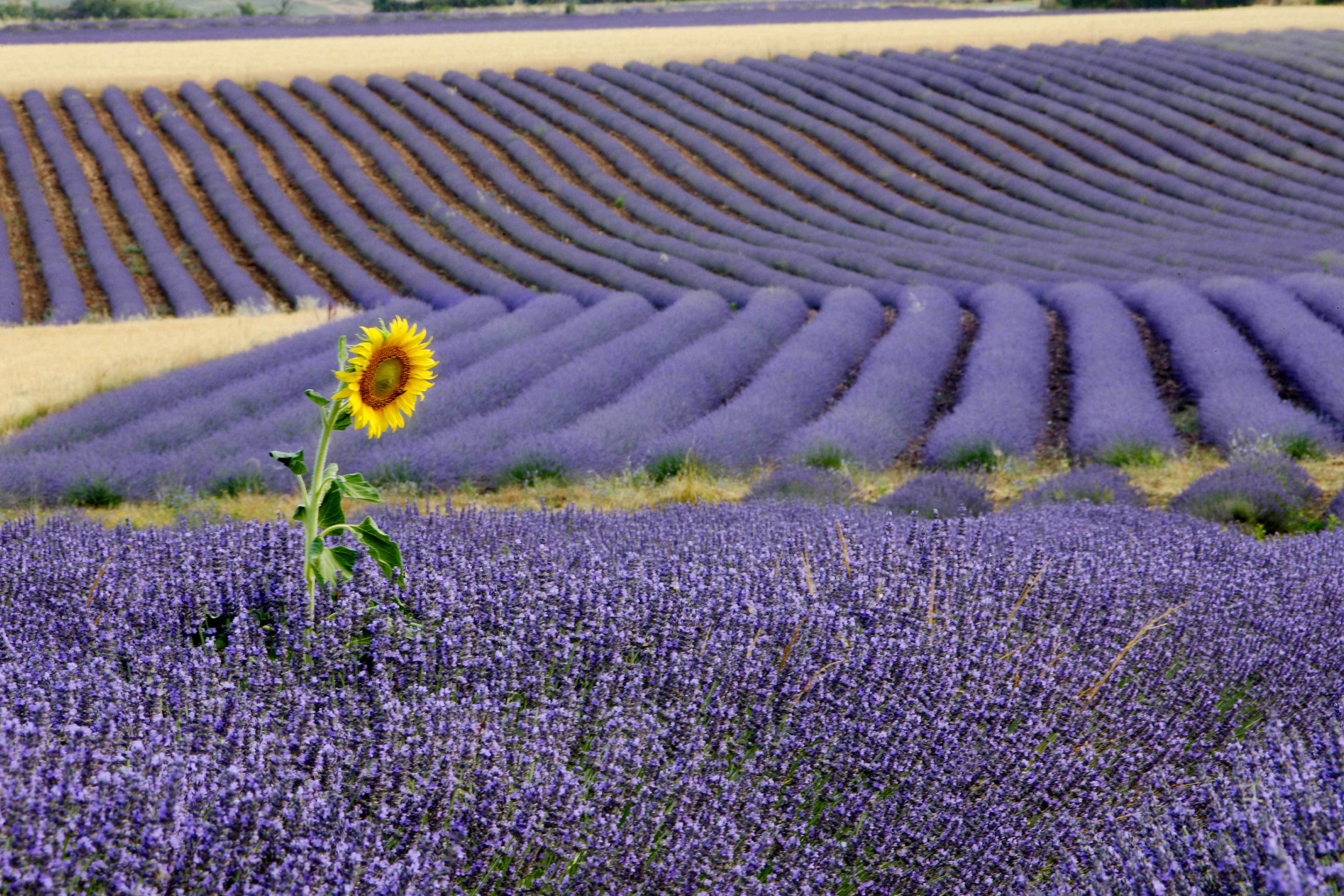 Lavender and sunflower