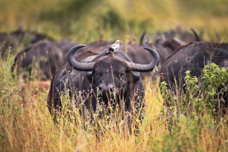 African buffalo with a small bird on its back