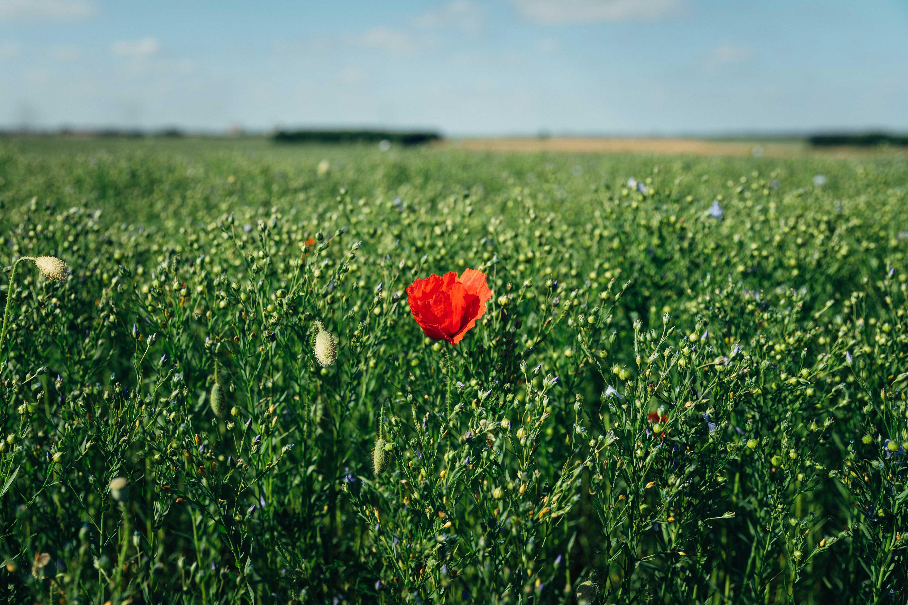 A single red poppy in a green field