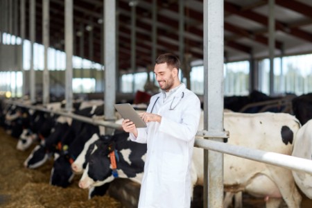 EY - Veterinarian with tablet PC and cows on dairy farm