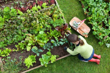 Woman diffing in a vegetable garden
