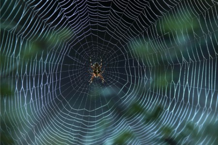 Spider at night on web
