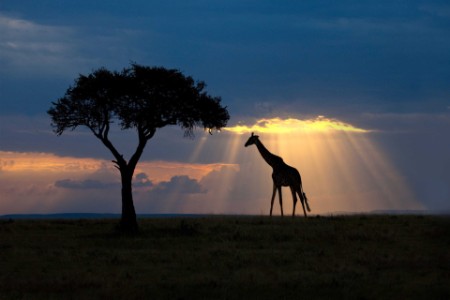 ey-silhouetted-giraffe-at-sunset-savannah-of-africa