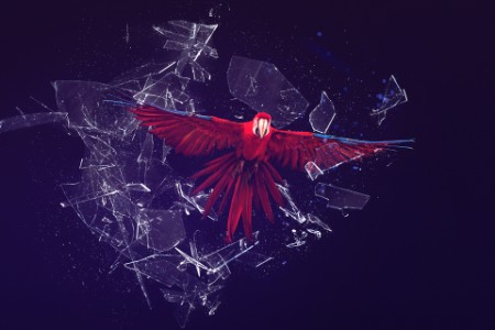 Red bird flying through glass