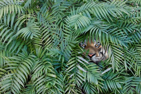 Tiikeri piilossa viidakossa lehtien takana