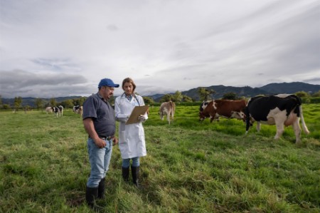 Vétérinaire et un éleveur de vaches