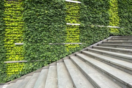 Escalier devant mur végétal