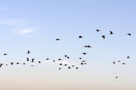 Image d'un ciel bleu clair avec des oiseaux en vol.