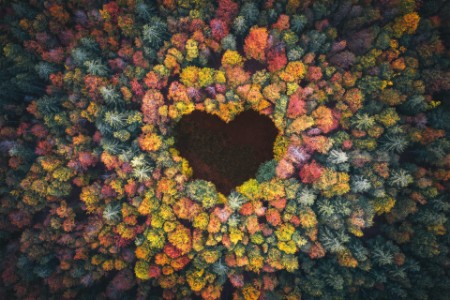 Image d'un cœur dans une forêt