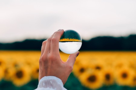 Main avec boule de cristal montrant champ de tournesols.