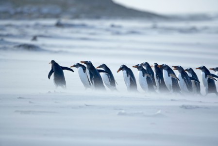 pingvinek-setalnak-a-hoban