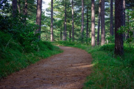 Sti i skogen