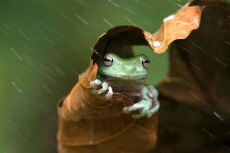 Frog and rain